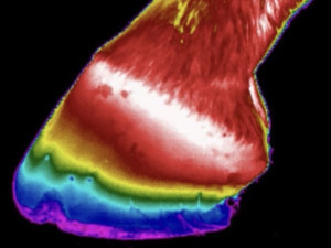 Thermal Camera On Your Phone!