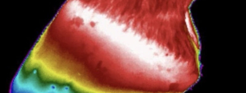 Thermal Camera On Your Phone!