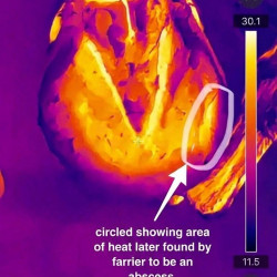 Hikmicro Mini2 V2 Phone Thermal Camera