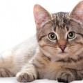 Cat Food