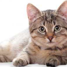 Cat Food