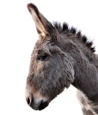 Donkey Feed