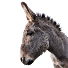 Donkey Feed