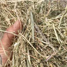 Hay / Haylage