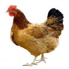 Poultry Feed