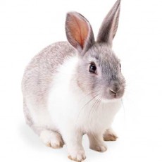 Rabbit Food