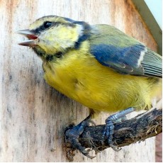 Wild Bird Feed