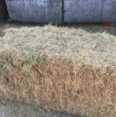 Hay bale aprox 6ft x 2ft 9' x 2ft 9' bale 