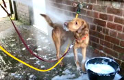 Hot Water Dog Wash